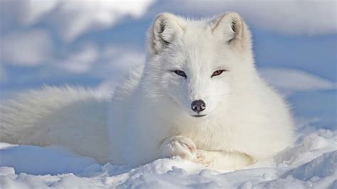 arctic fox group name Arctic preserve yukon wildlife