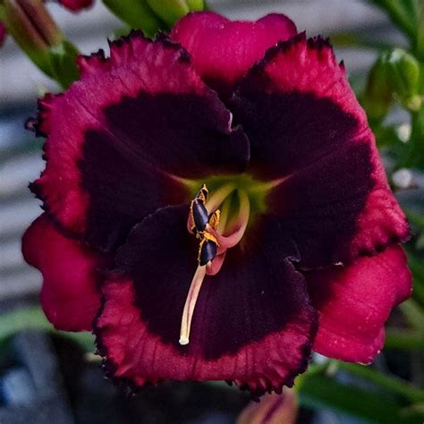 Daylily Hemerocallis Spacecoast Beyond Bold In The Daylilies