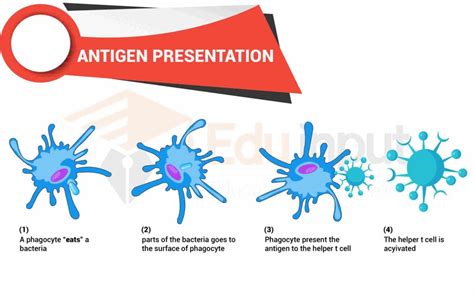 T Lymphocytes (T Cells)-Types and Function