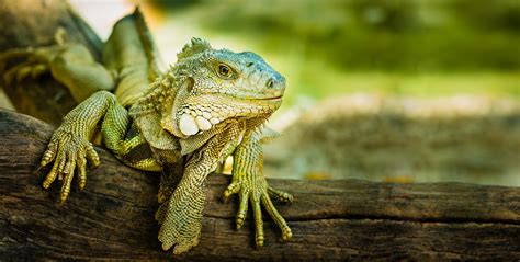 Green Iguana | Galápagos Reptile Gear