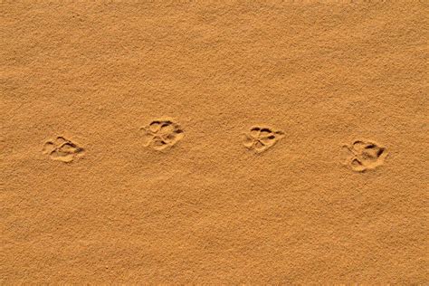 Algeria Sahara Tassili N Ajjer Fresh Track Of A Golden Jackal