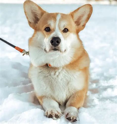 50+ Good Corgi Names