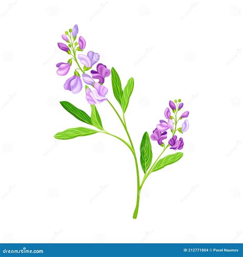 Alfalfa Or Lucerne Healing Flower With Elongated Leaves And Clusters Of