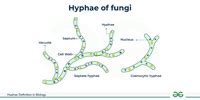 Hyphae in Fungus - Meaning, Structure, and Types - GeeksforGeeks