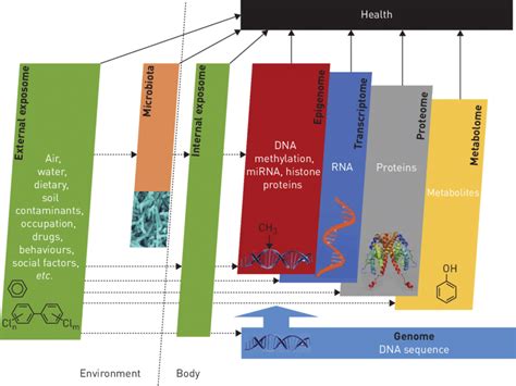 Schematic Diagram Of Some Of The Omics Layers And Pathways Of