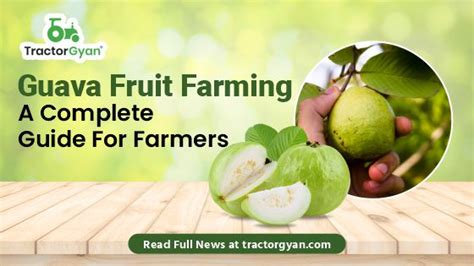 Guava Fruit Farming - A Complete Guide For Farmers