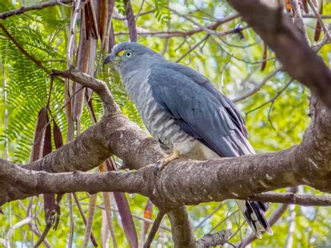 Cuban Kite The Ultimate Guide Operation Migration