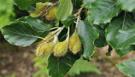 Nut Trees In Pennsylvania 14 Common Varieties That Thrive Rennie