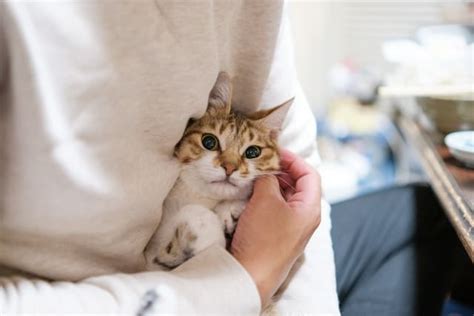 猫の抱っこの仕方は？嫌がるのはどうして？ ネコマガ