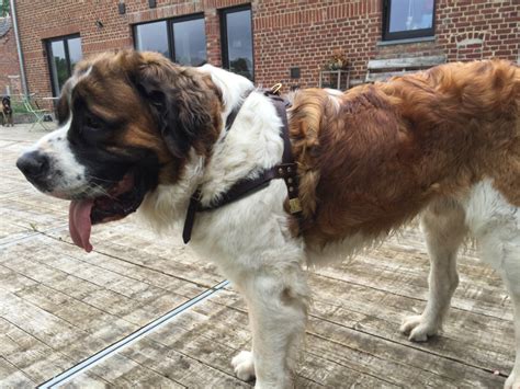 Leather Harness Trackingandpulling For Saint Bernard Dog H51057