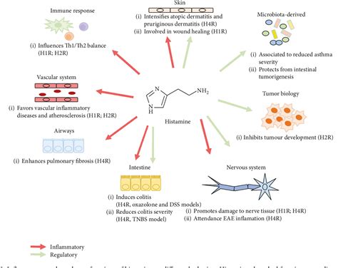 PDF Role Of Histamine In Modulating The Immune Response And