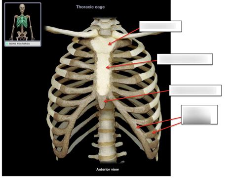 rib cage Diagram | Quizlet