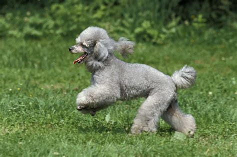 11 Silver Standard Poodle RaefeRabecka