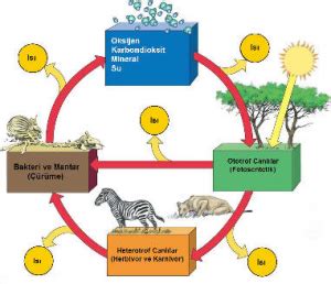 Ekosistem Nedir Ekosistem Zellikleri Nelerdir