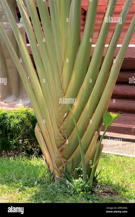 Plants in the front garden of the National Museum in Phnom Penh Cambodia Stock Photo - Alamy