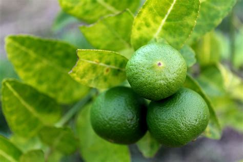 fresh limes  lime tree  stock photo public domain pictures