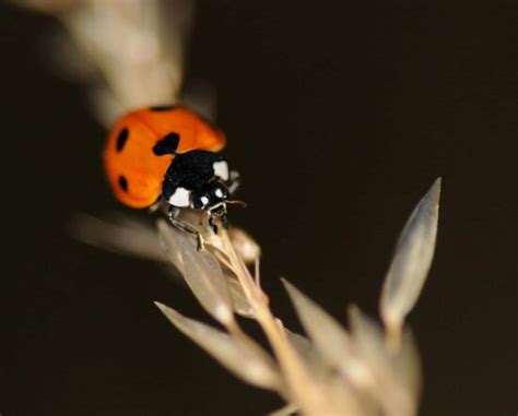 Image Libre Nature Coccinelle Coccinelle Insecte Arthropode