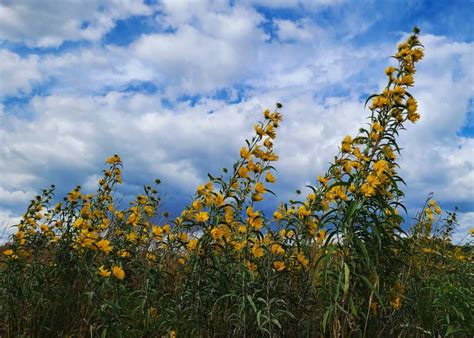 Maximilian Sunflower A Complete Grow And Care Guide Growit Buildit