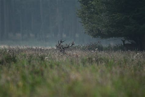 12 Ender Foto And Bild Wald Wiese Natur Bilder Auf Fotocommunity