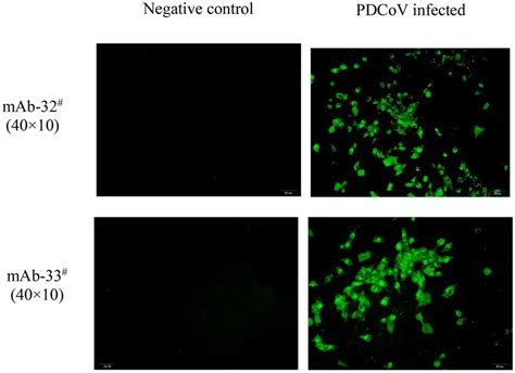 Frontiers Development Of A Colloidal Gold Immunochromatographic Assay Strip Using Monoclonal