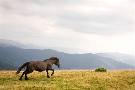 Best Wild Mustangs Stock Photos, Pictures & Royalty-Free Images - iStock