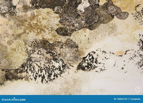 Mold On Interior Wall Of Old House Stock Photo Image Of Construction