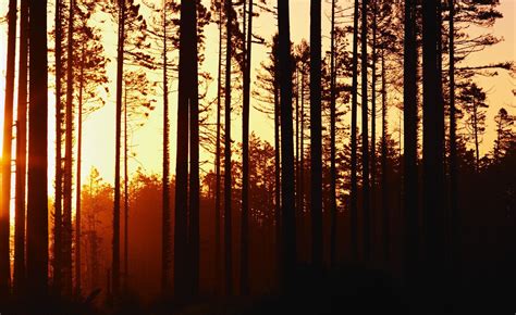 Forest Sunset Wallpapers - Wallpaper Cave