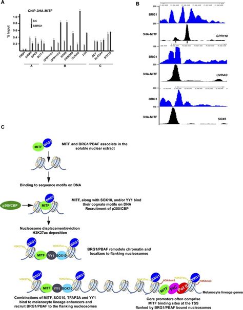 Transcription Factor MITF And Remodeller BRG1 Define Chromatin