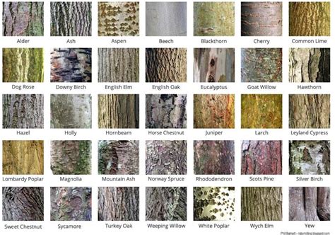 City Of Trees On Twitter Tree Bark Identification Trees To Plant Identifying Trees