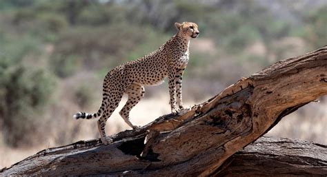 Kenya Wildlife Photography Safari - Kibo Slopes Safaris