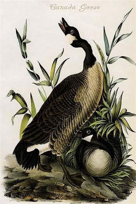 Hand Colored Aquatint Engraving By R Havell From The First Edition Of