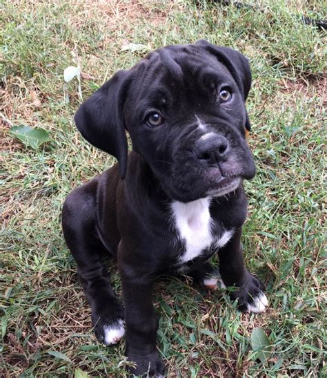 New Puppy Meet Kiera She Is A Sealed Brindle Boxer Raww