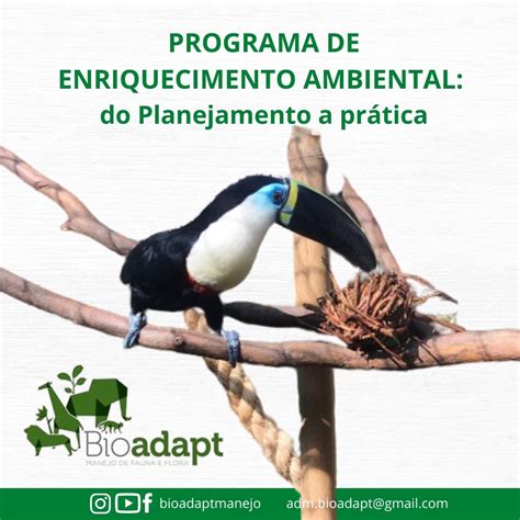 Programa De Enriquecimento Ambiental Do Planejamento A Pr Tica