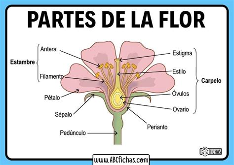 PARTS OF THE FLOWER Online Puzzle