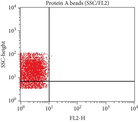 A SSC Versus FSC Dot Plot Of The Unlabeled Protein A Beads Showing