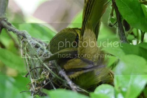 Bell Miner Nest | BIRDS in BACKYARDS