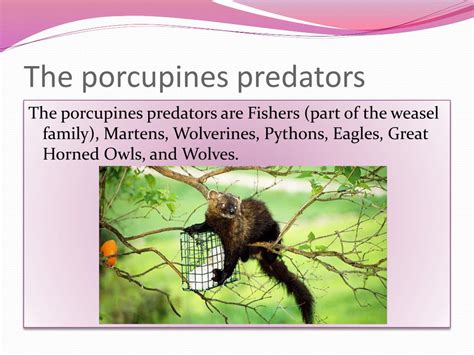 PPT - The Porcupine PowerPoint Presentation, free download - ID:2622009