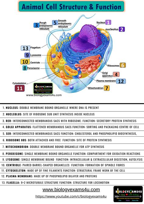 Animal Cell Structure and Function Poster and pdf
