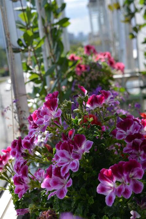 Muitas Flores Cor De Rosa Bonitas Do Bellflower Manchado Planta De