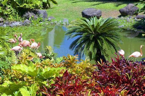 Deshaies Botanical Garden in Guadeloupe. Stock Photo - Image of ...