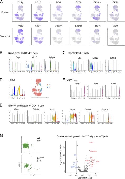 characterization   cd  cd cell clusters   fig