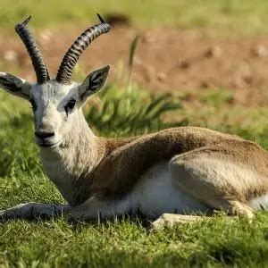 Goitered Gazelle - Facts, Diet, Habitat & Pictures on Animalia.bio