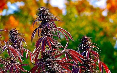 Outdoor Marijuana Maximum Yield Guide