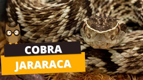 COBRA JARARACA Saiba suas principais características YouTube