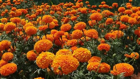 How To Grow Marigolds An Essential Guide For Growing Marigold Plants