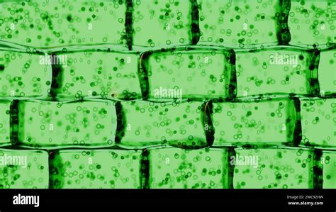 Rendering 3d Di Una Vista Microscopica Di Una Cella Vegetale La Cella