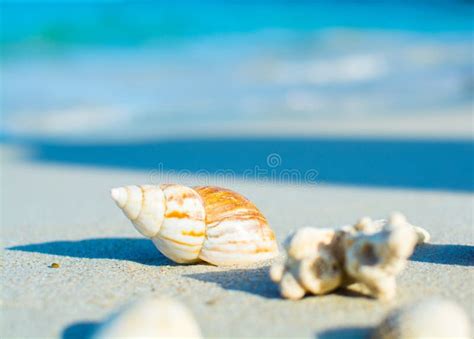 Seashells On The Seashore Stock Photo Image Of Lagoon