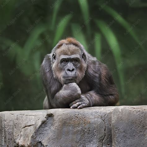 Thinking Monkey Foto De Stock Adobe Stock