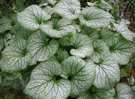 Бруннера крупнолистная (Brunnera macrophylla 'Jack Frost') - купить ...