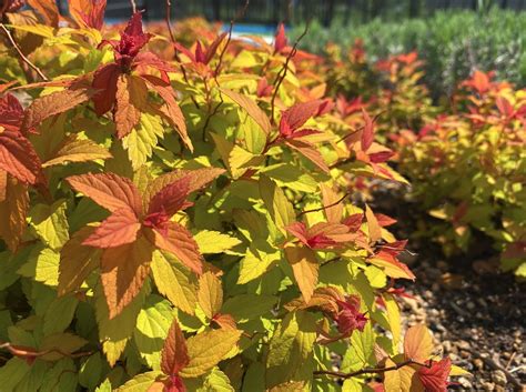 Landscaping With Magic Carpet Spirea Blog Arbor Valley Nursery